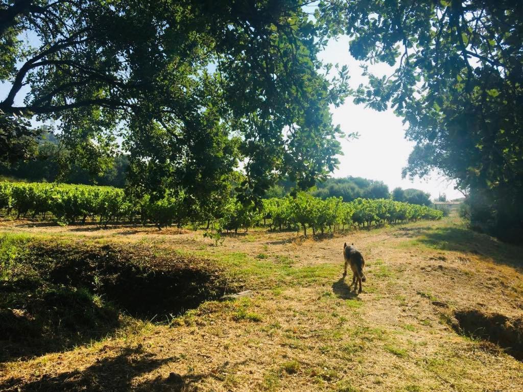 Вилла Provencale Familiale Avec Piscine *